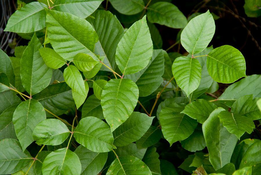 Treat skin diseases with homeopathy