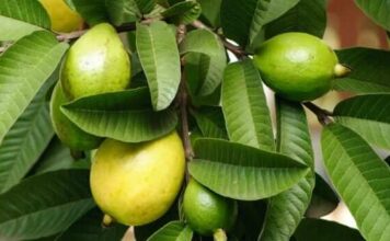 Enhance your beauty and health with Guava leaves Benefits of guava leaves