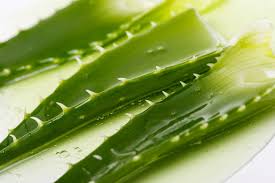 Benefits of aloe vera for hair