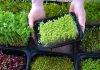 The Health Benefits of Sprouts and Microgreens Benefits of Sprouts and Microgreens