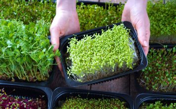 Benefits of Sprouts and Microgreens