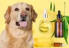 CBD for dogs