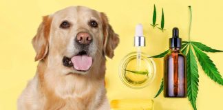 CBD for dogs