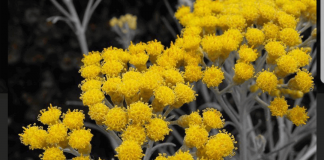 Sand Helichrysum - a natural antidote