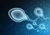 How to improve semen quality